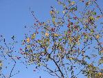 Photo DSC02411.JPG